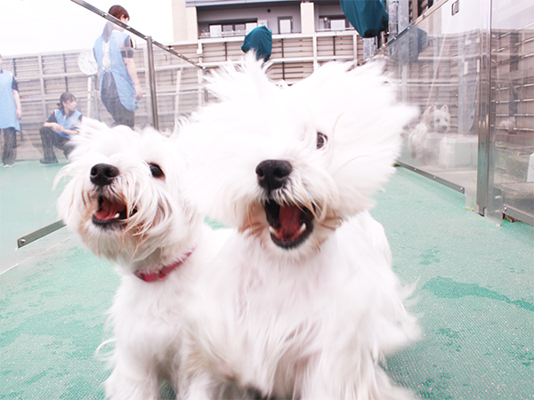 生徒とモデル犬が大好きなドッグラン♪